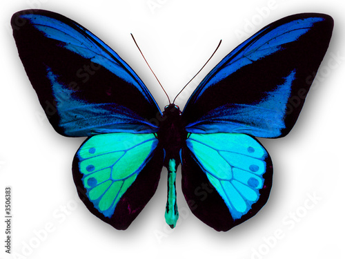 papillon