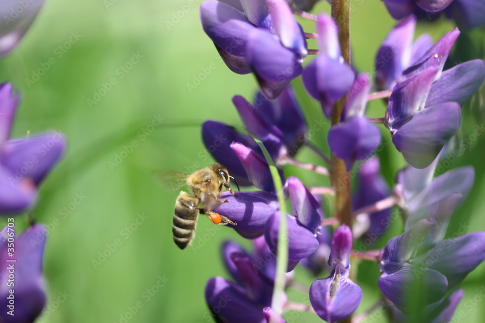 A bee A bee