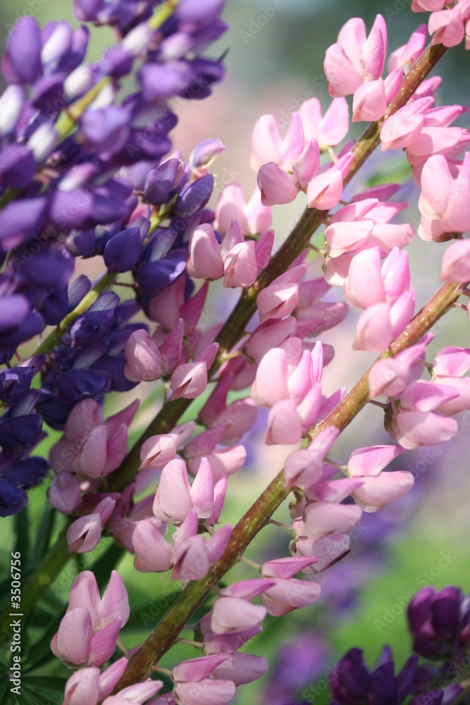 Obraz premium Lupine (Flower rainbow)