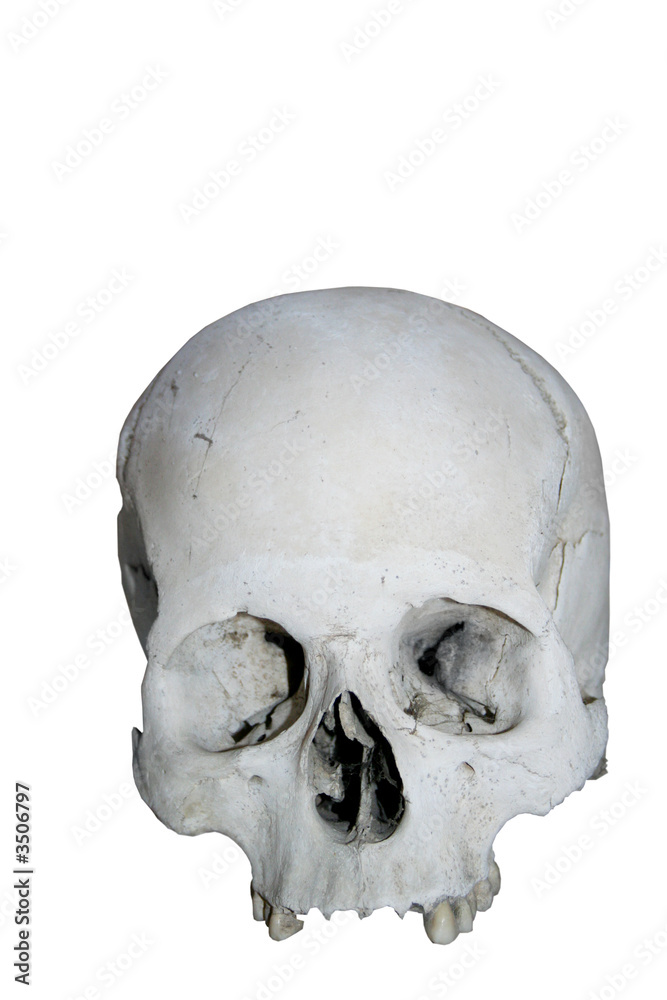 skull skull