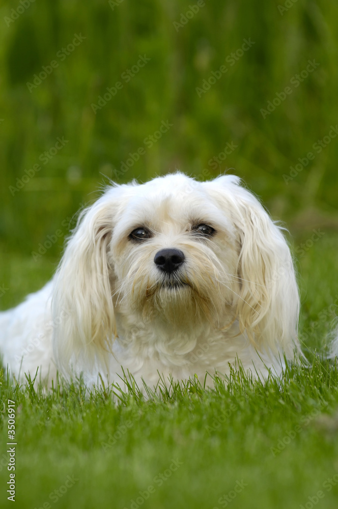 white dog on grass