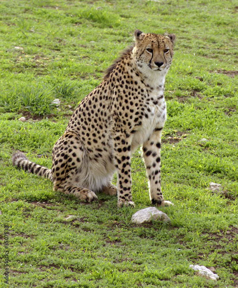 cheetah sitting.