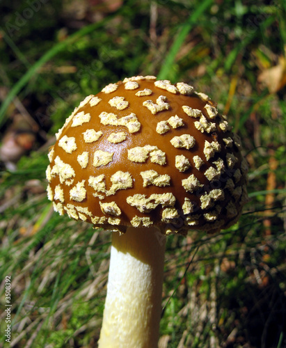 fly agaric - mushroom photo