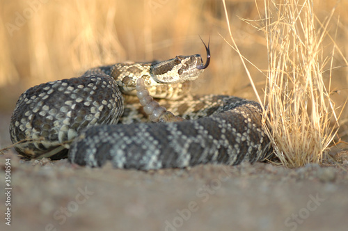 southern pacific rattlesnake