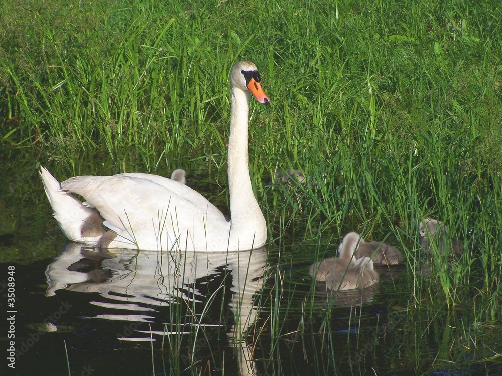 Obraz premium swan and child under the wing