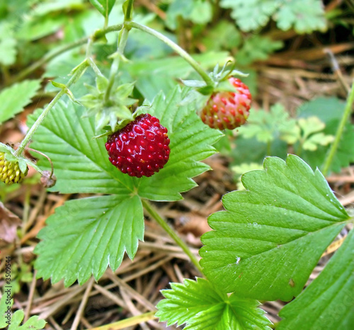 red strawberry