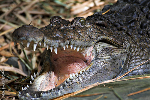 happy crocodile © Glenn Young