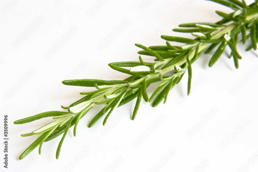 rosemary rosemary