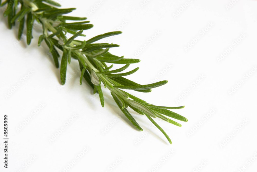 rosemary