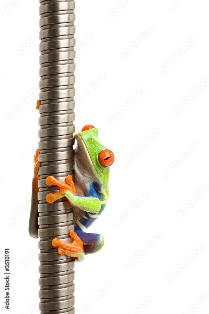 Fototapeta premium frog on metal spiral isolated