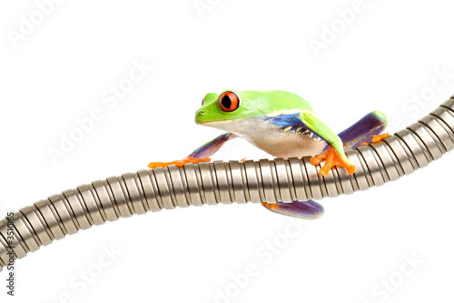 red-eyed tree frog on tubing isolated