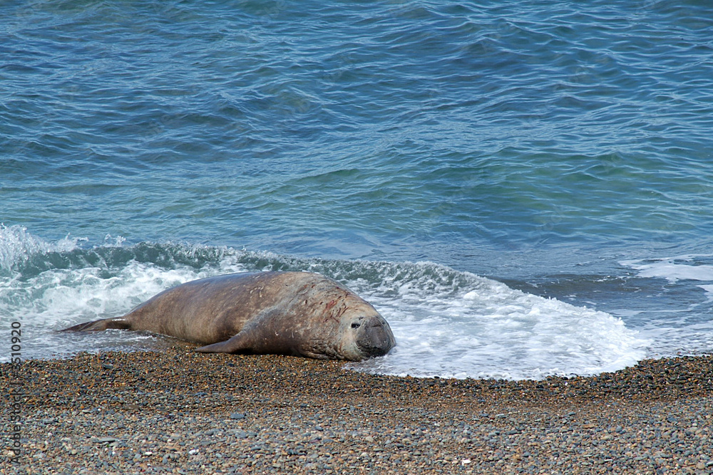 Fototapeta premium elefante marino y ola