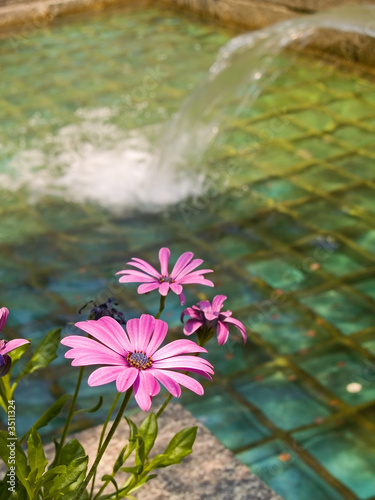pool and flowers