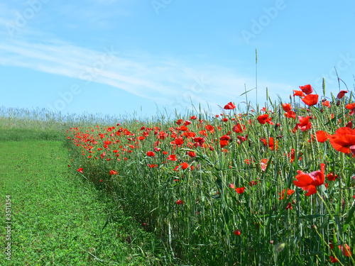  field with red poppies