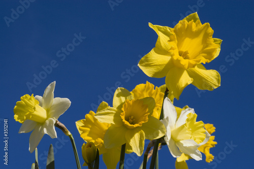 Canvas Print daffodils