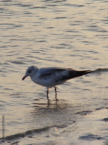 seagull in the ocean-rb