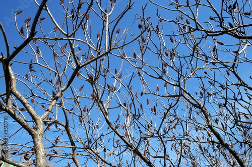 branches of the chestnut