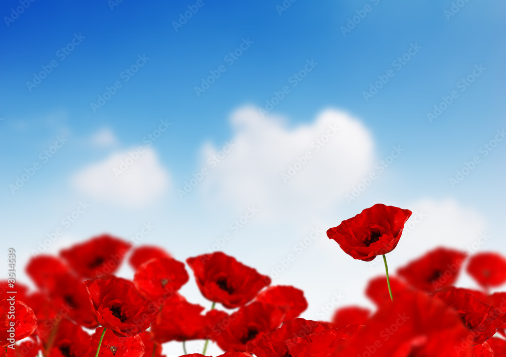 Fototapeta premium poppy field