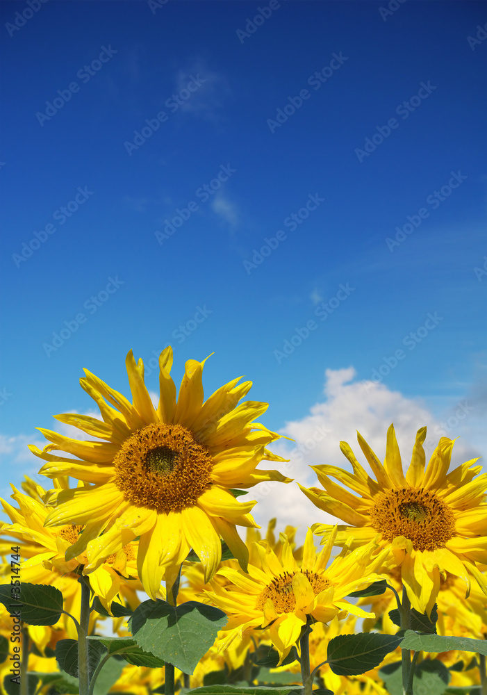 Fototapeta premium sunflowers and a blue sky