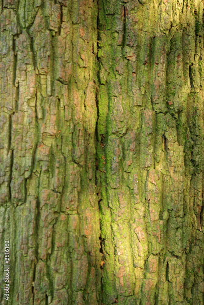 tree bark close-up tree bark close-up