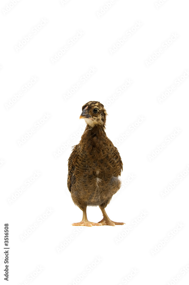 partridge wyandotte bantam chick partridge wyandotte bantam chick
