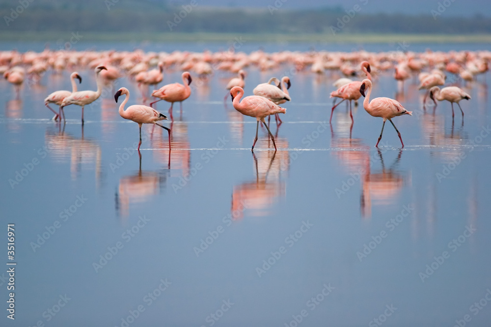 Fototapeta premium flamingi