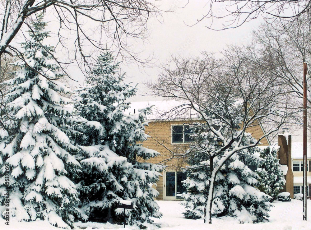 Naklejka premium snow covered tree's