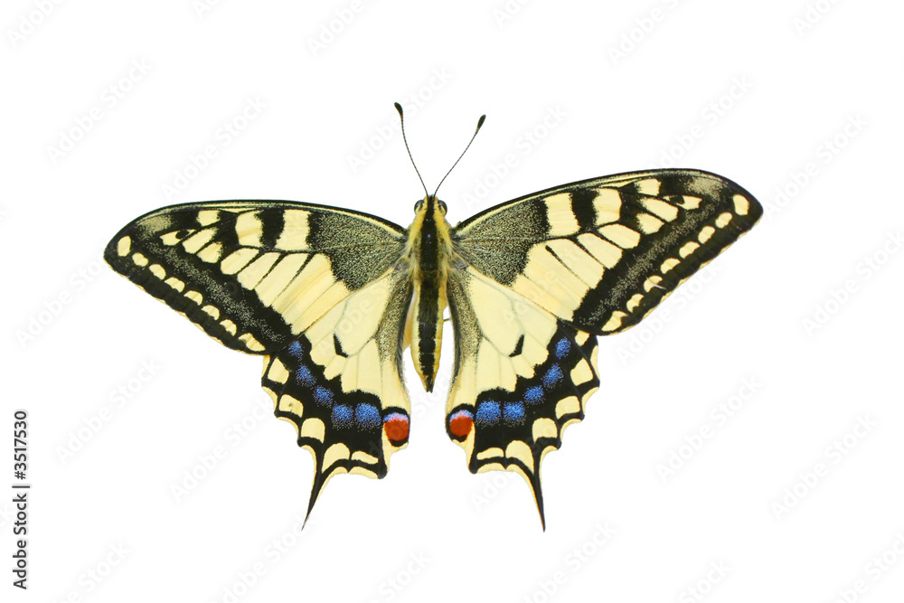 butterfly butterfly