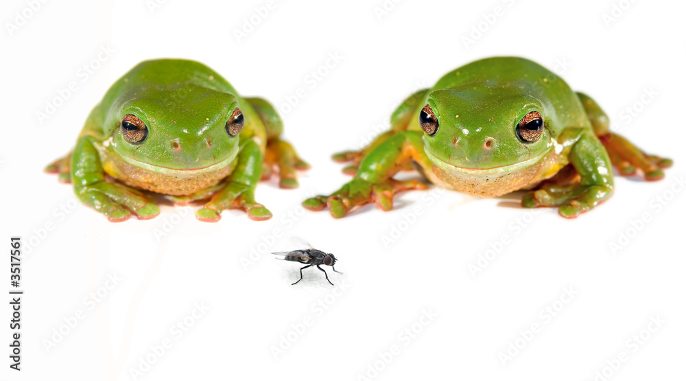 Fototapeta premium two green tree frogs and a fly