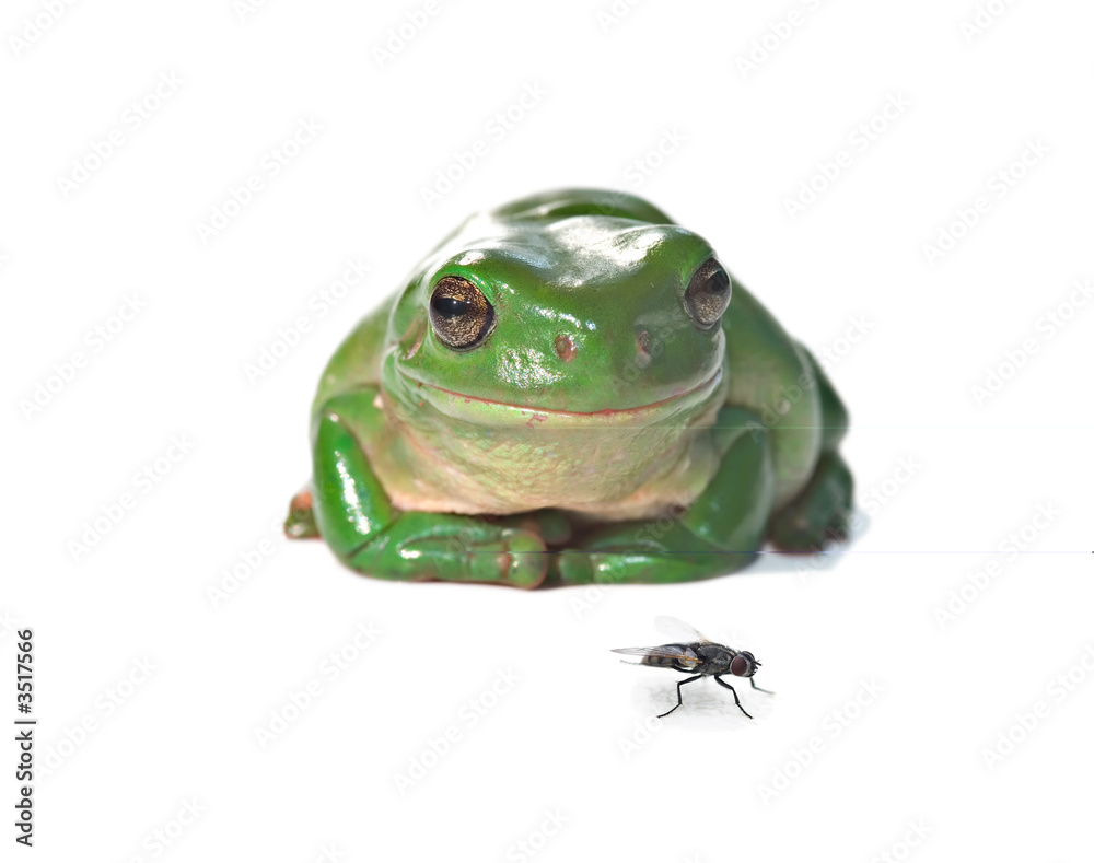 Fototapeta premium tree frog and fly