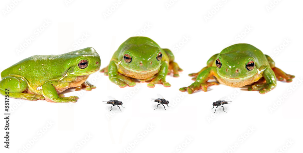 Obraz premium three frogs and flies