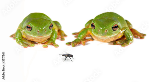 two green tree frogs and a fly