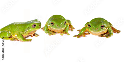three frogs in a row