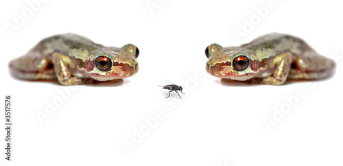 two frogs one fly