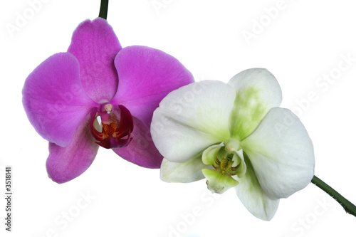 two orchids