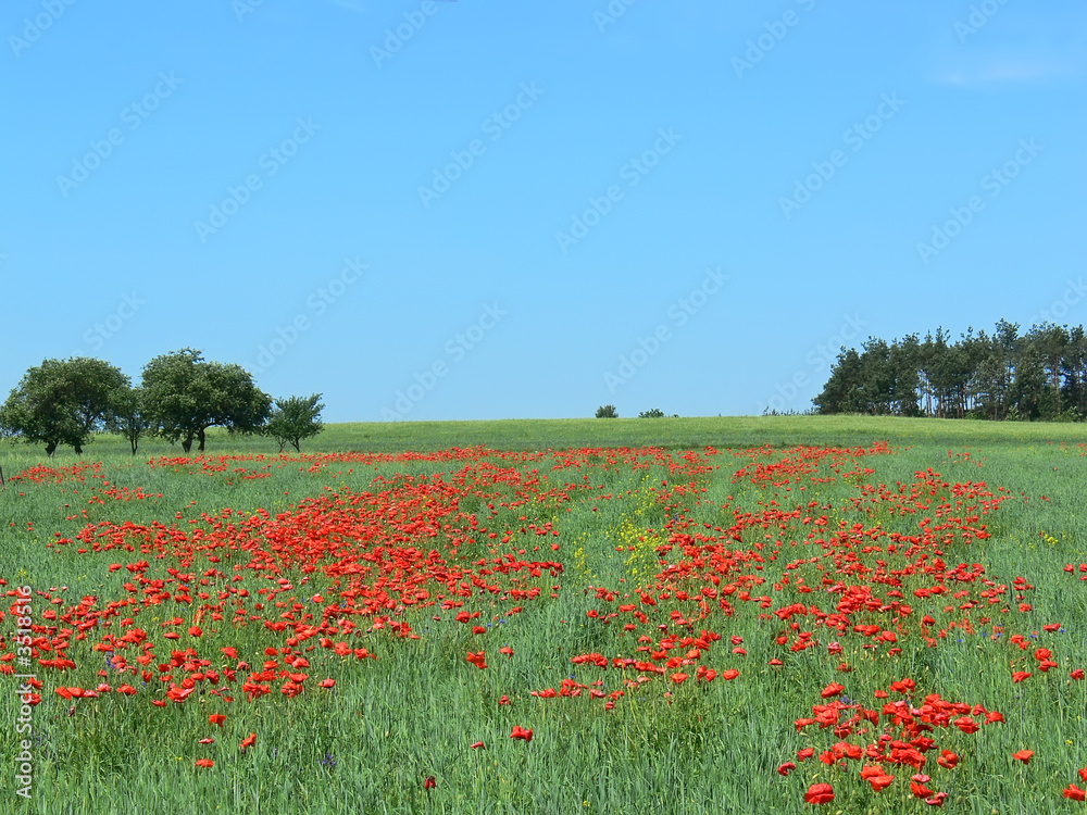 Landscape - poppy's field, blue sky and green grass