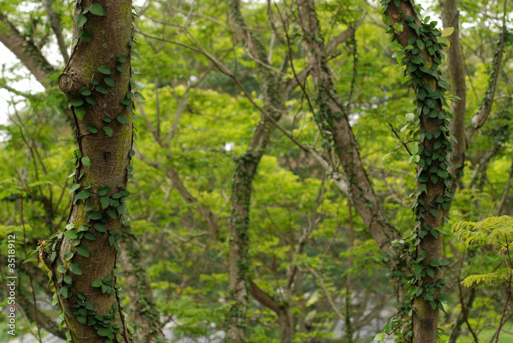 trees and green leafs 