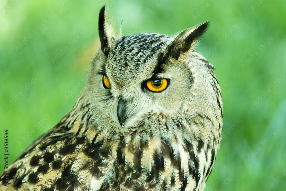 Fototapeta premium grand duc