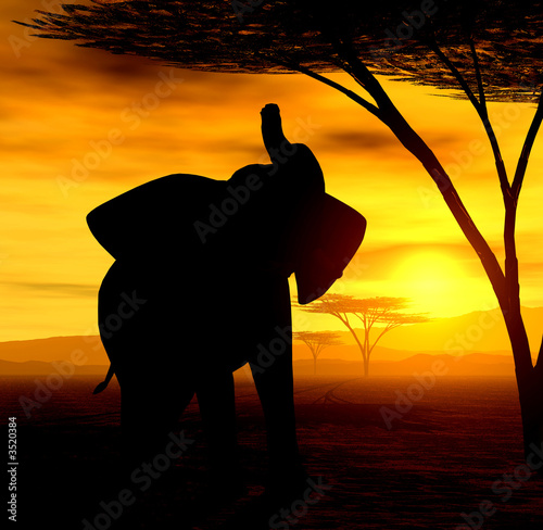 african spirit ii