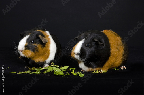 side facing guinea pighs eating dandelions