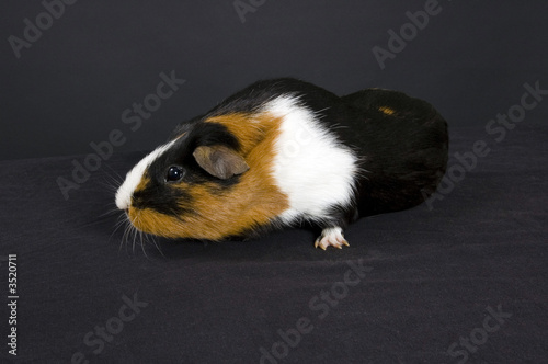 smooth haired guinea pig
