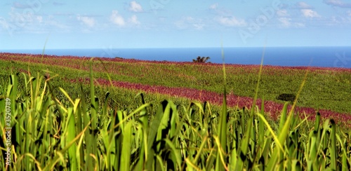 paysage tropicale en fleurs photo