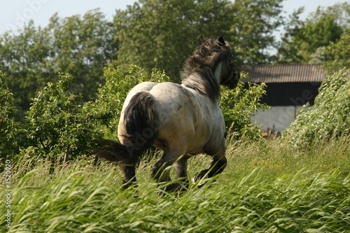 racing draught horse