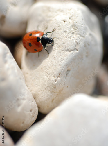 ladybug on rocks
