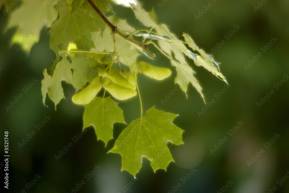 sycamore leaves