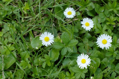 white daisies in the grass