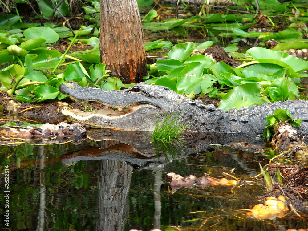 Obraz premium alligator