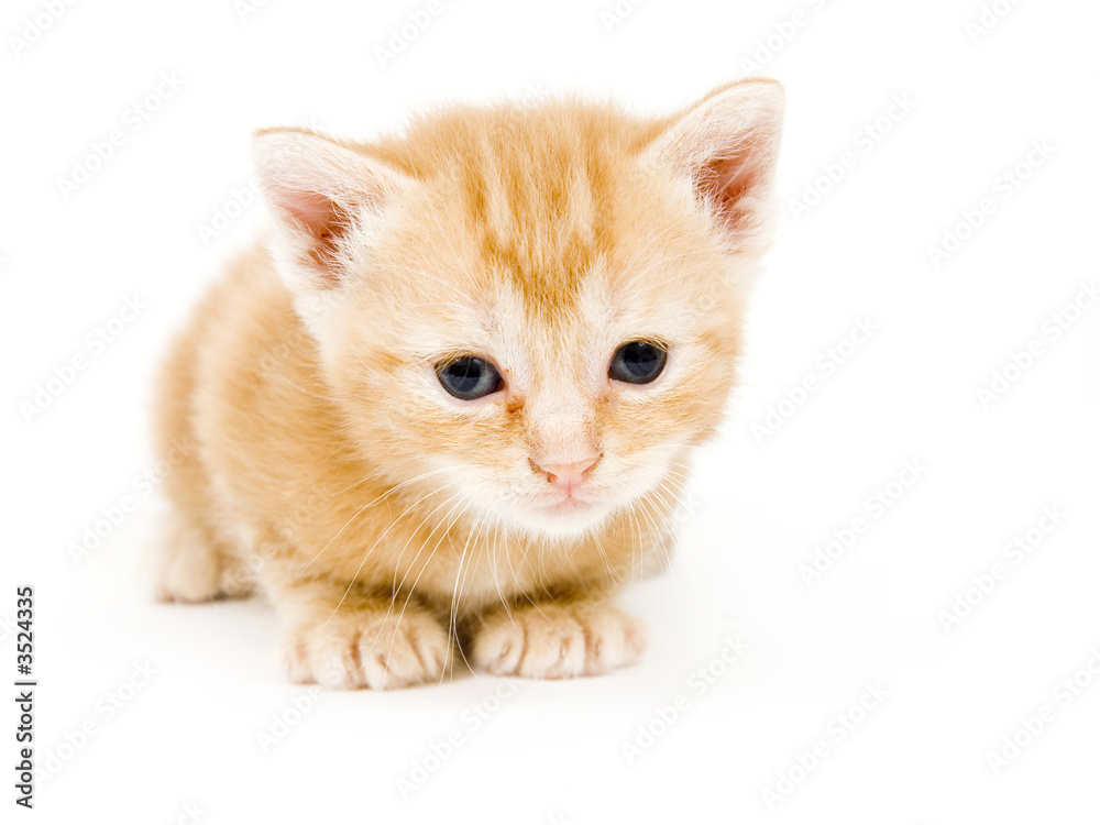 yellow kitten resting on white background
