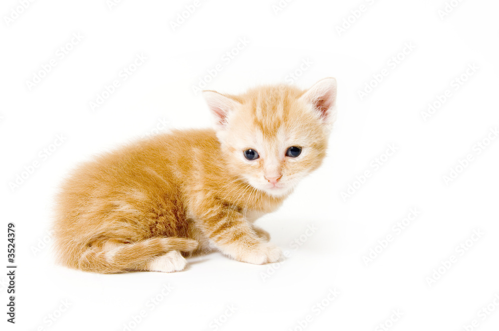 profile of yellow kitten profile of yellow kitten