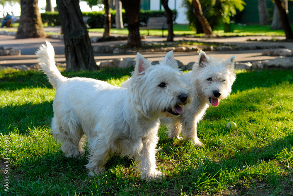bichons bichons